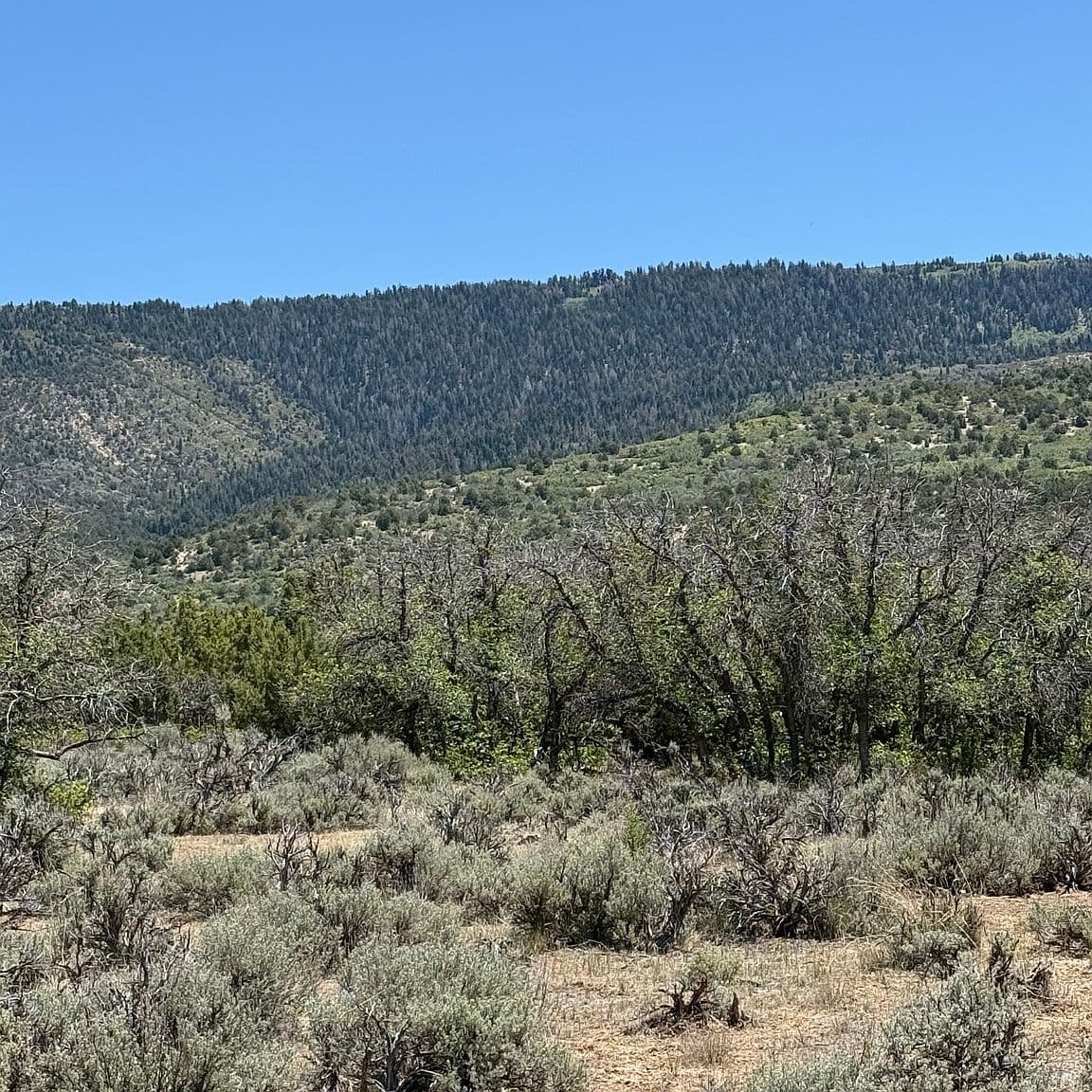 Lot 9 (60209) — Pigeon Hollow Ranch